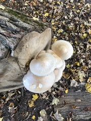 Hemipholiota