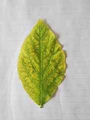Dirca palustris