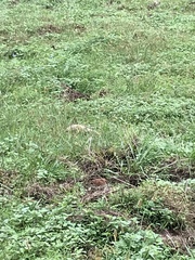 Manis pentadactyla pentadactyla