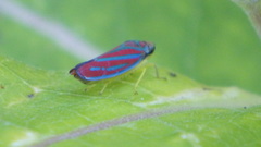 Graphocephala coccinea coccinea