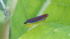Graphocephala coccinea coccinea