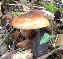 Tricholoma ustale