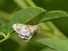 Petrophila confusalis