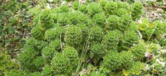 Urtica flabellata