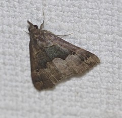 Hypena gonospilalis