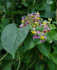 Malpighia mexicana