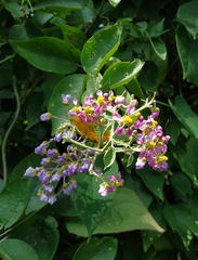 Malpighia mexicana