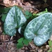 Variable-leaf Heartleaf - Photo (c) Milo Pyne, some rights reserved (CC BY-NC), uploaded by Milo Pyne