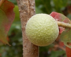 Disholcaspis pruniformis