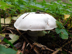 Agaricus abruptibulbus