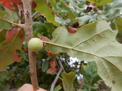 Disholcaspis pruniformis