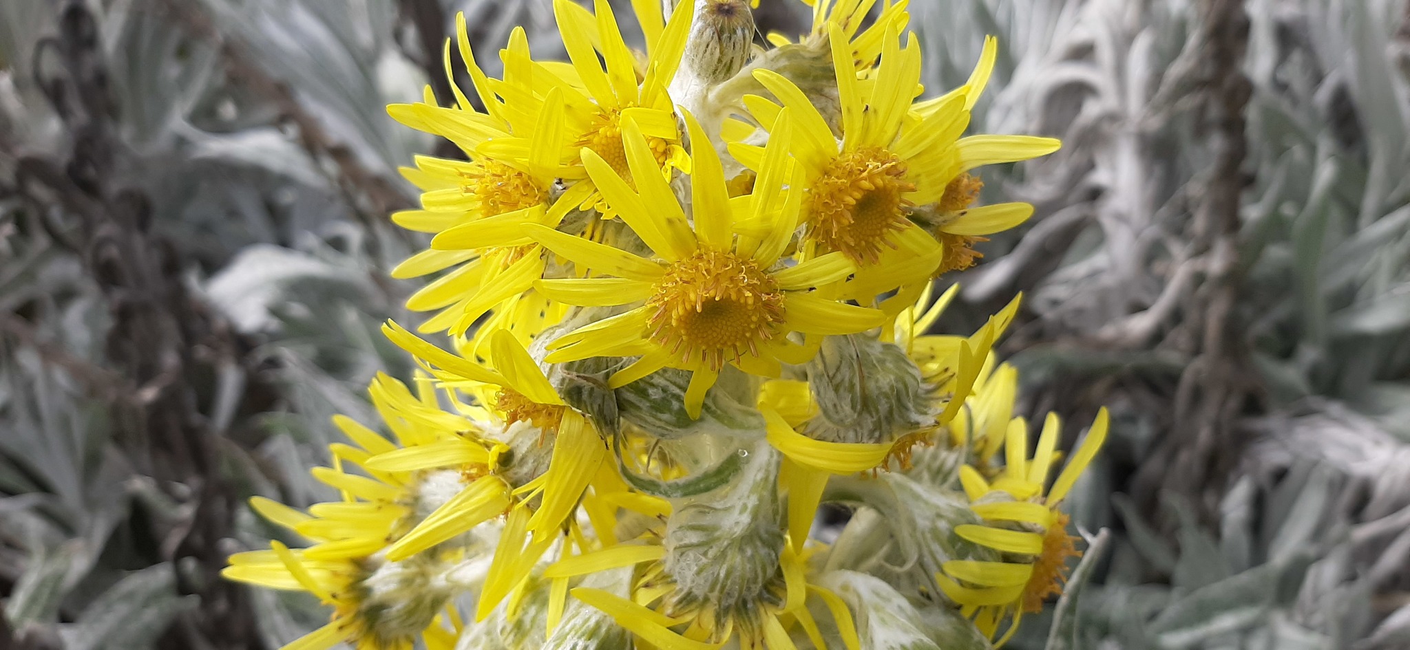 Senecio niveoaureus image