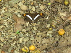 Adelpha iphiclus iphiclus