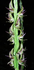Prasophyllum regium