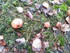 Suillus luteus