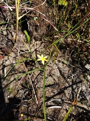 Hypoxis rigida