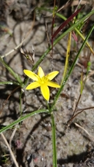 Hypoxis rigida