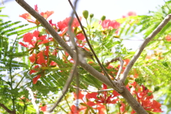 Vireo pallens