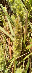 Tribolium hispidum