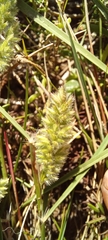 Tribolium hispidum