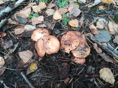 Suillus luteus