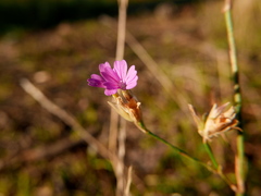 Petrorhagia nanteuilii