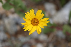 Grindelia subdecurrens