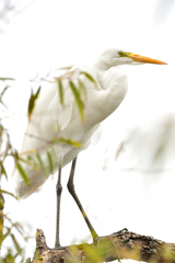 Ardea alba