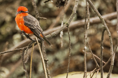 Pyrocephalus rubinus