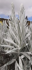 Senecio niveoaureus