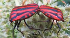 Graphosoma