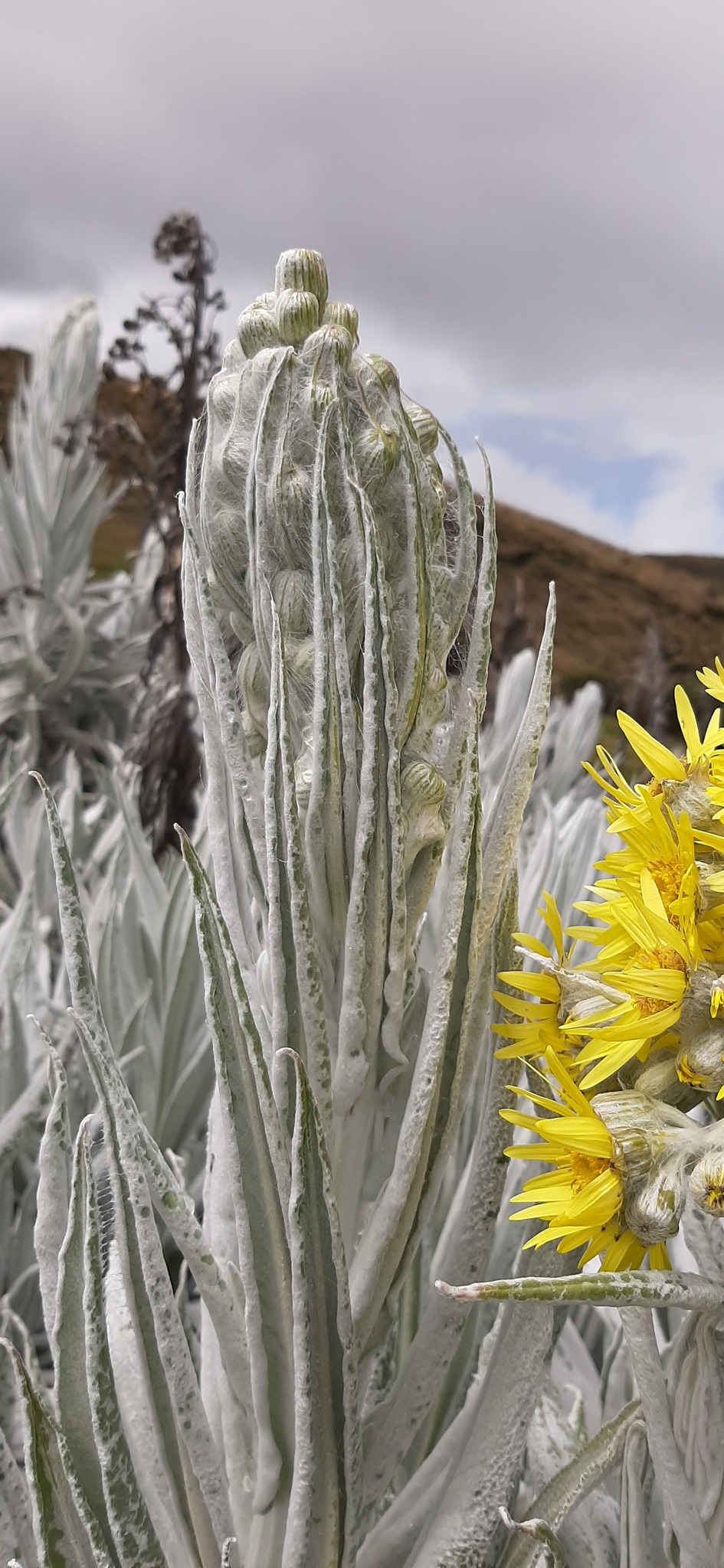 Senecio niveoaureus image