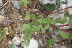 Grindelia subdecurrens