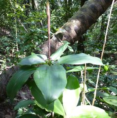 Dracaena ovata image