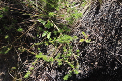 Aspalathus retroflexa retroflexa