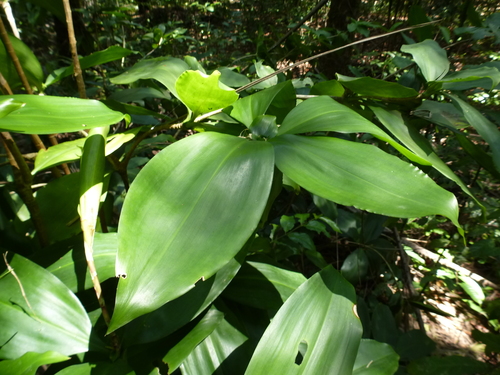 Dracaena ovata image