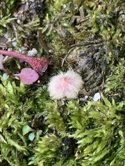 Callirhytis infuscata