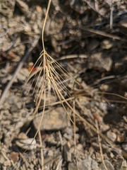 Taeniatherum