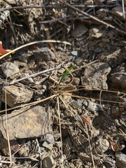 Taeniatherum