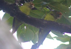 Eupsittula canicularis