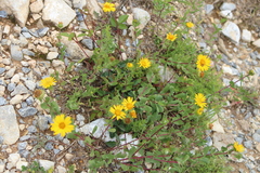 Grindelia subdecurrens