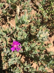 Drosanthemum ambiguum