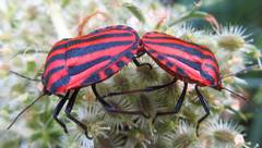 Graphosoma