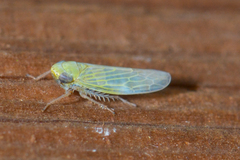 Graminella pallidula