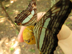 Adelpha iphiclus iphiclus