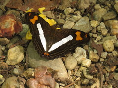 Adelpha iphiclus iphiclus