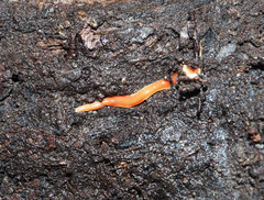 Arthurdendyus testaceus