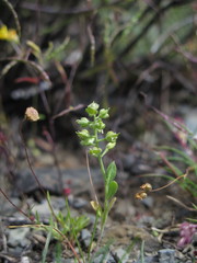 Alyssum minutum