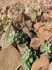 Odontarrhena obtusifolia