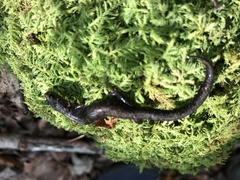 Plethodon sherando